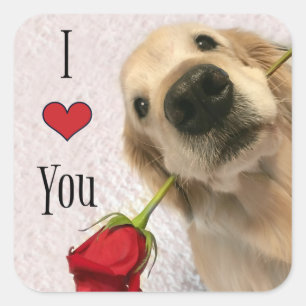 Sticker Carré Golden Retriever Chien Avec Rose Rouge Je T'Aime