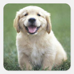 Sticker Carré Golden Retriever des Amoureux de les chiens de chi