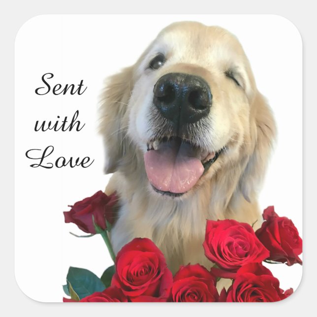Sticker Carré Golden Retriever et Roses envoyés avec amour (Devant)