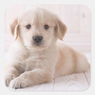 Sticker Carré Golden Retriever Lie Down