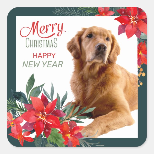 Sticker Carré Golden Retriever Poinsettia Bouquet Noël (Devant)