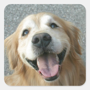 Sticker Carré Golden Retriever souriant