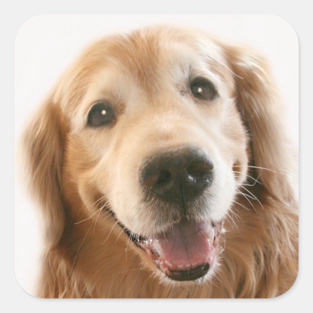 Sticker Carré Golden Retriever souriant (Devant)