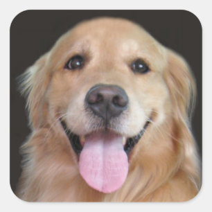 Sticker Carré Golden Retriever souriant