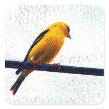 Goldfinch sur une ligne électrique