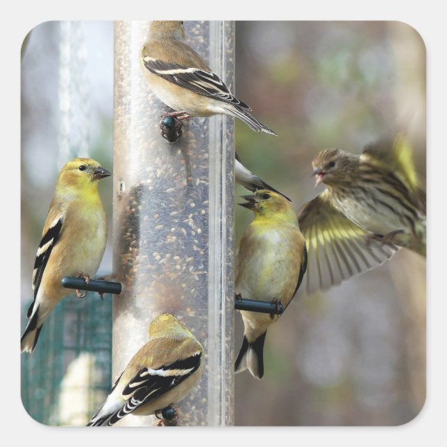Sticker Carré Goldfinches au chargeur (Devant)