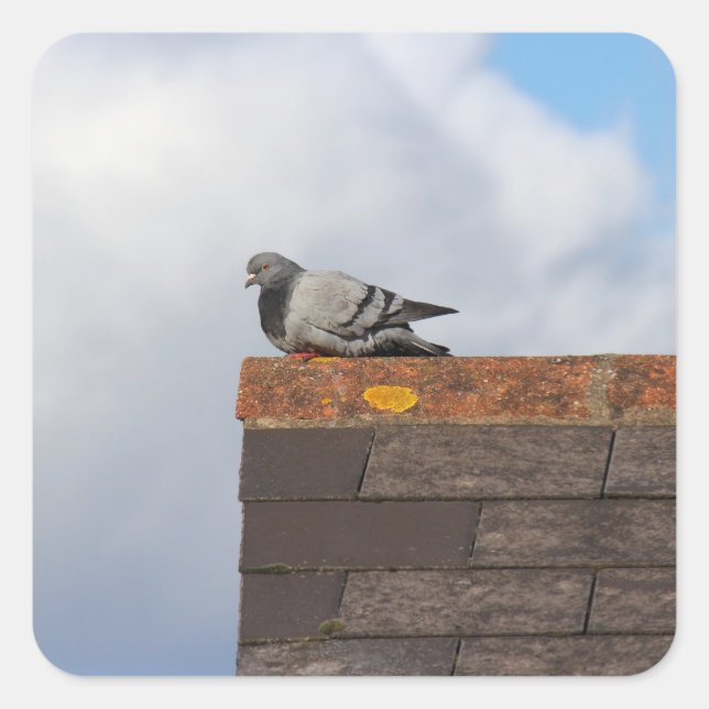 Sticker Carré Good Morning Pigeon (Devant)