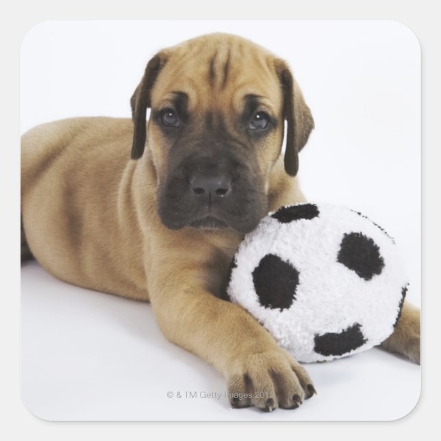 Sticker Carré Grand chiot Dane avec jouet balle de football (Devant)