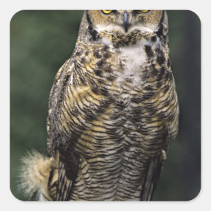 Sticker Carré Grand-duc d'Amérique (Bubo virginianus), corps ent