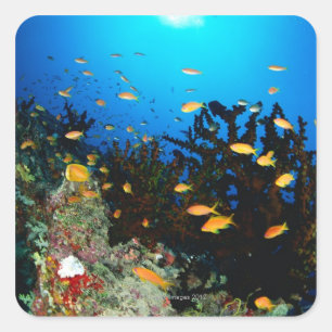 Sticker Carré Grand groupe de natation de poissons de Goldie de