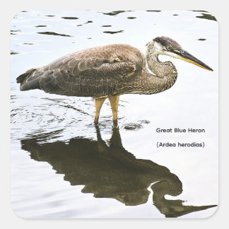 Sticker Carré Grand Héron bleu (Ardea herodias)