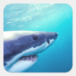 Sticker Carré Grand requin blanc Afrique du Sud