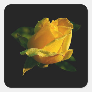 Sticker Carré Grande rose jaune