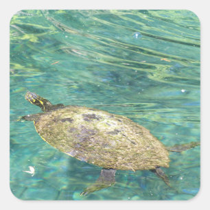 Sticker Carré grande tortue fluviale nager