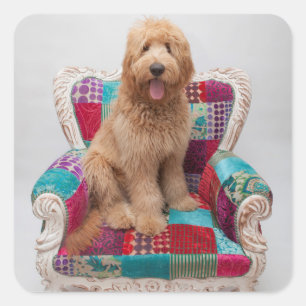 Sticker Carré Grandes images Coute Goldendoodle