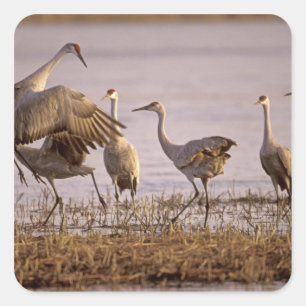 Sticker Carré Granes de Sandhill Grus canadensis) Platte