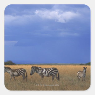 Sticker Carré Grant Zebra 2