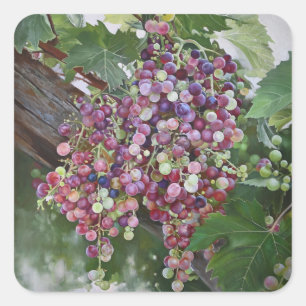 Sticker Carré Grapevine Gloire — Hyperréaliste Vineyard Art pour