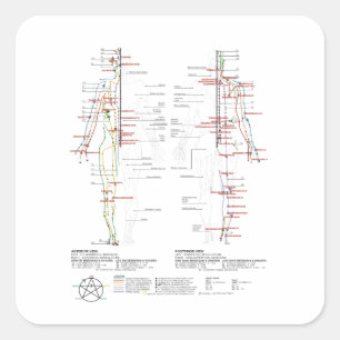 Sticker Carré Graphique des méridiens humains