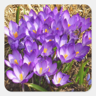 Sticker Carré Grappe de Crocus pourpres Floral de printemps