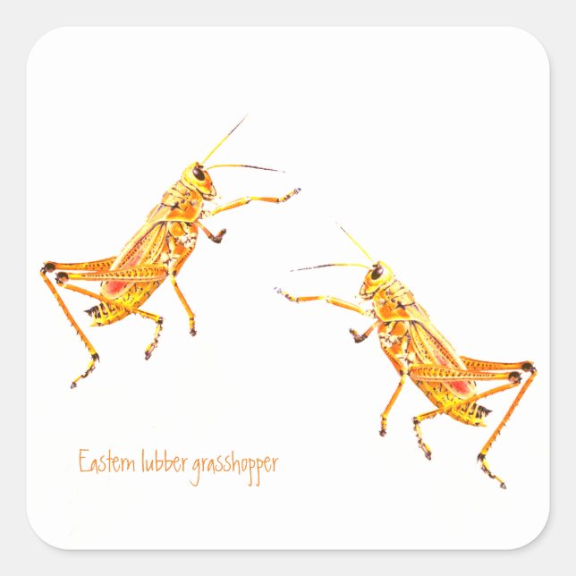 Sticker Carré Grasshopper de laine orientale (Devant)