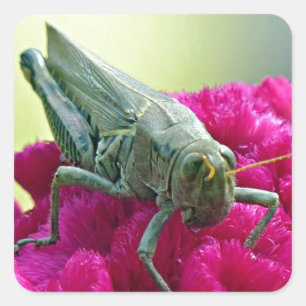 Sticker Carré Grasshopper sur Cockscomb
