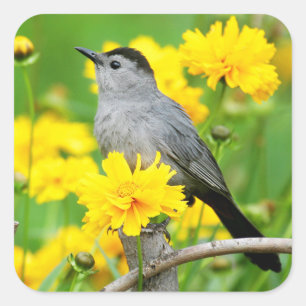 Sticker Carré Gray Catbird on wooden fence