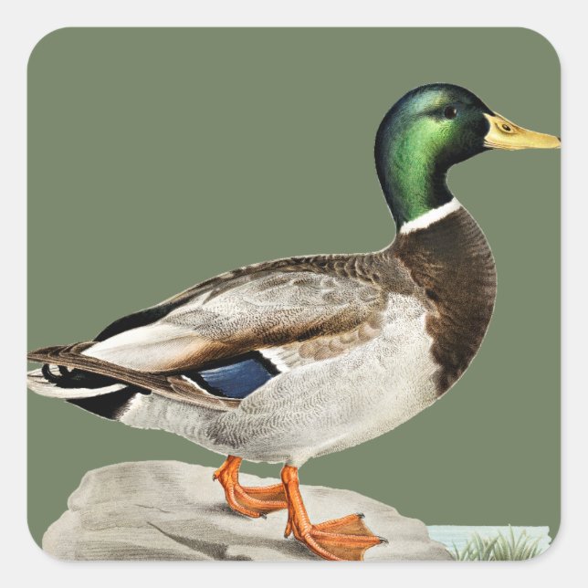 Sticker Carré Green Mallard Chasse au canard Art de la nature (Devant)