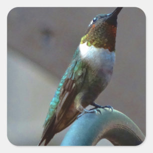 Sticker Carré Green ruby little hummingbird