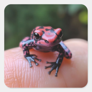 Sticker Carré Grenouille