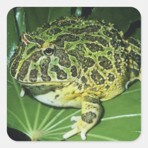 Sticker Carré Grenouille à cornes ornées, (Ceratophrys ornata),