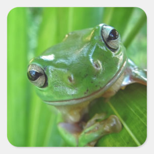 Sticker Carré Grenouille à l'arbre mignon