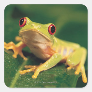Sticker Carré Grenouille à oeil rouge