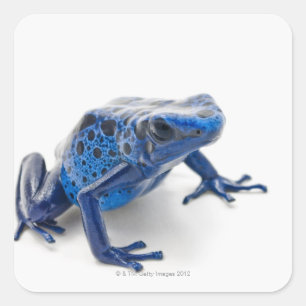 Sticker Carré Grenouille à tarte (Dendrobates Tinctorius)