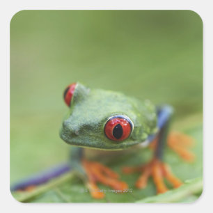 Sticker Carré Grenouille aux yeux rouges (Agalychnis callidryas)