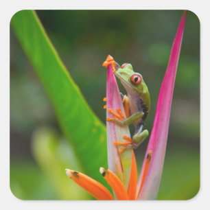Sticker Carré Grenouille aux yeux rouges, Costa Rica