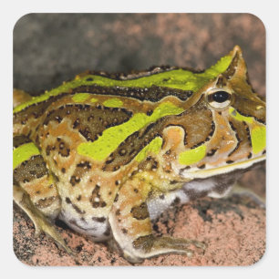 Sticker Carré Grenouille corne brésilienne, Ceratophrys cornuta,