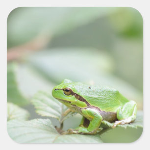 Sticker Carré Grenouille d'arbre européenne en bâton vert