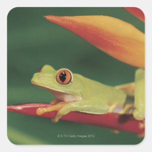 Sticker Carré Grenouille d'arbre rouge d'oeil se reposant sur la