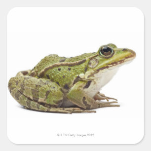 Sticker Carré Grenouille européenne commune ou grenouille comest