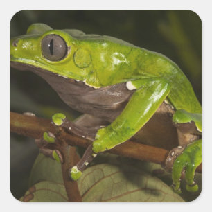 Sticker Carré Grenouille géante à feuilles (Phyllomedusa bicolor