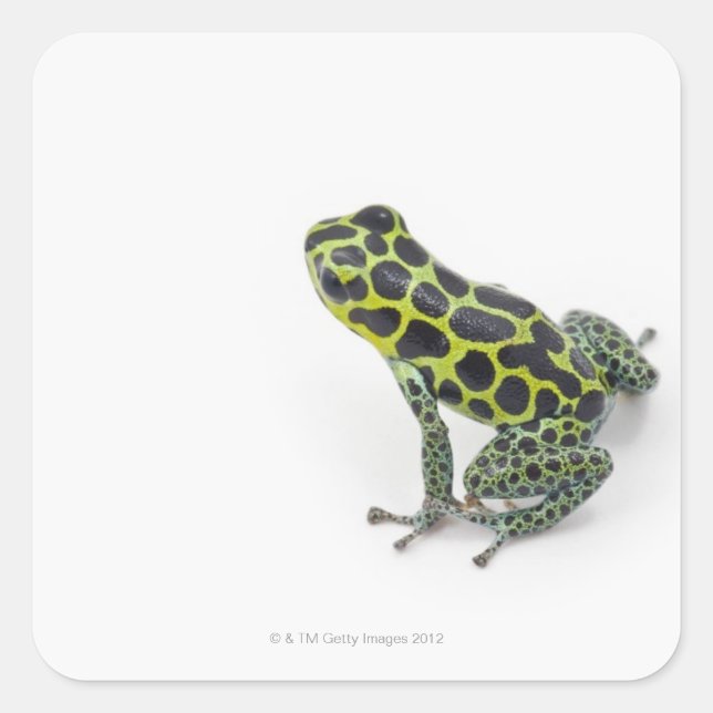 Sticker Carré Grenouille noire Poison vert tacheté (Devant)
