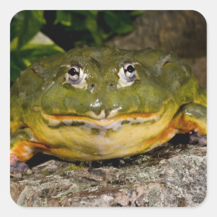 Sticker Carré Grenouille-taureau africaine, Pyxicephalus