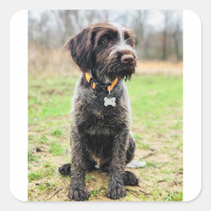 Sticker Carré Griffon puppy