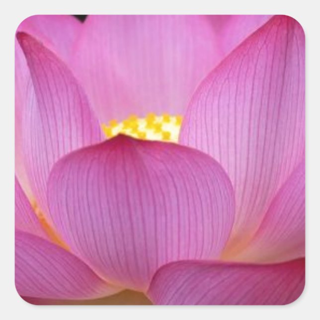 Sticker Carré Gros Lotus rose foncé photo.jpg (Devant)