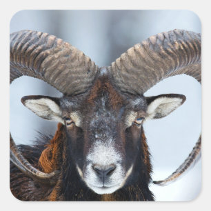 Sticker Carré Gros mouton de bélier à corne - Mouflon