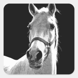 Sticker Carré Gros plan Cheval blanc noir en nuit