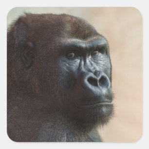 Sticker Carré Gros plan de Gorilla Lope