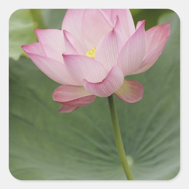 Sticker Carré Gros plan de la fleur de Lotus (Nelumbo nucifera), (Devant)
