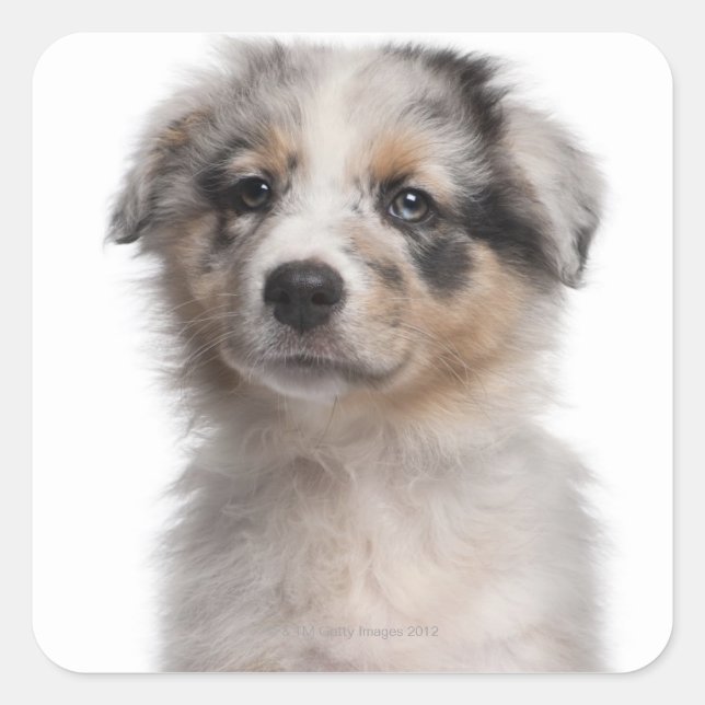 Sticker Carré Gros plan du chiot de Blue Merle Australian Shephe (Devant)
